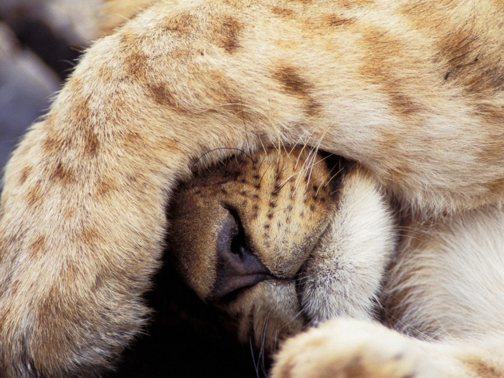 Прикрывшийся лев