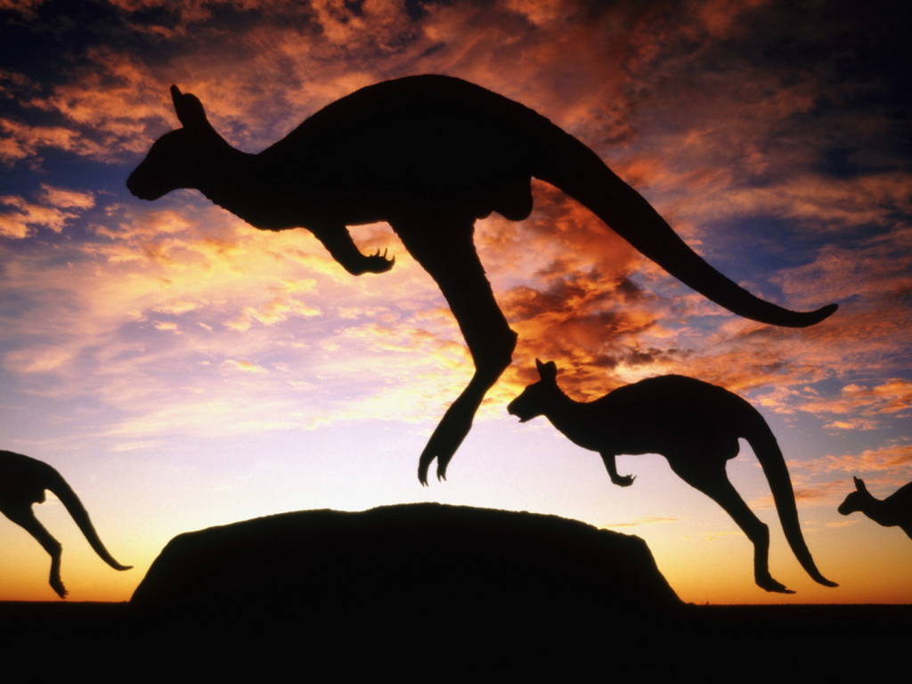 Кенгуру на закате
