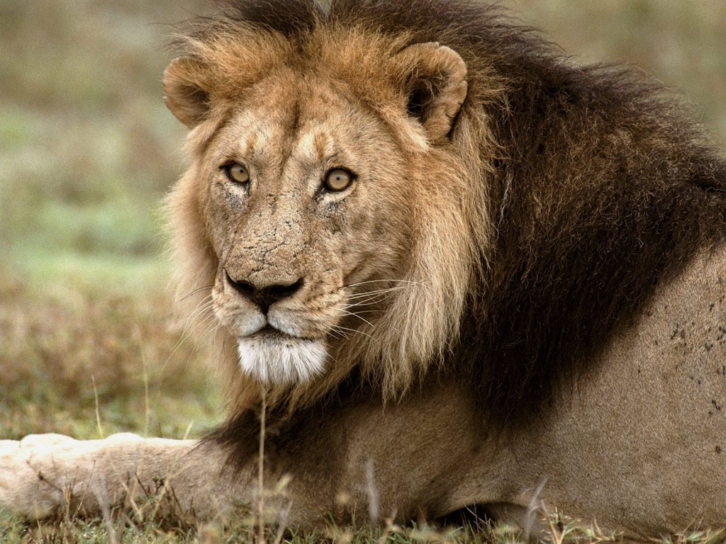 Царь зверей