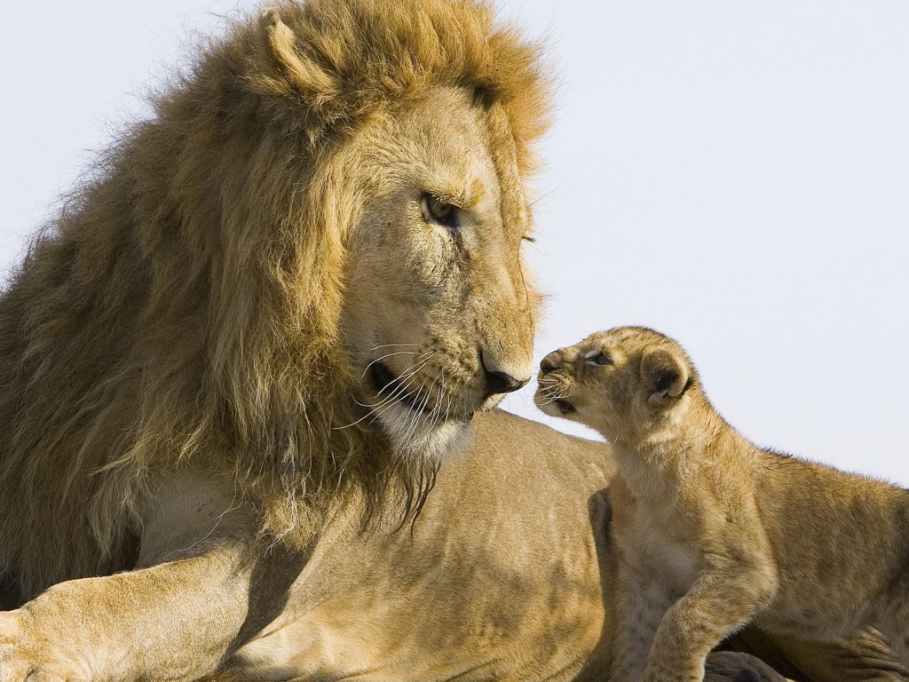 Лев и львенок