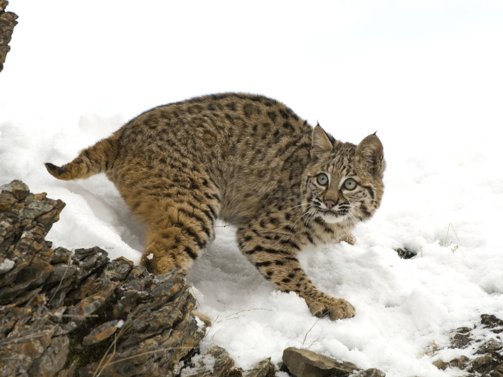 Рысь на снегу