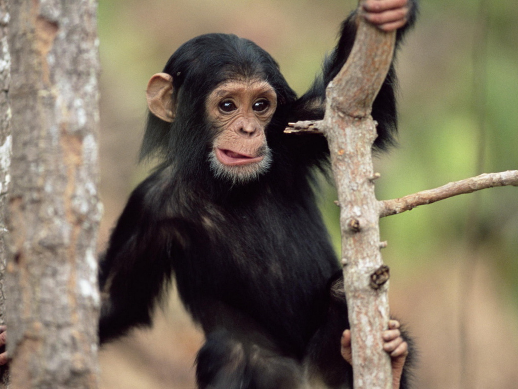 Обезьянка на дереве