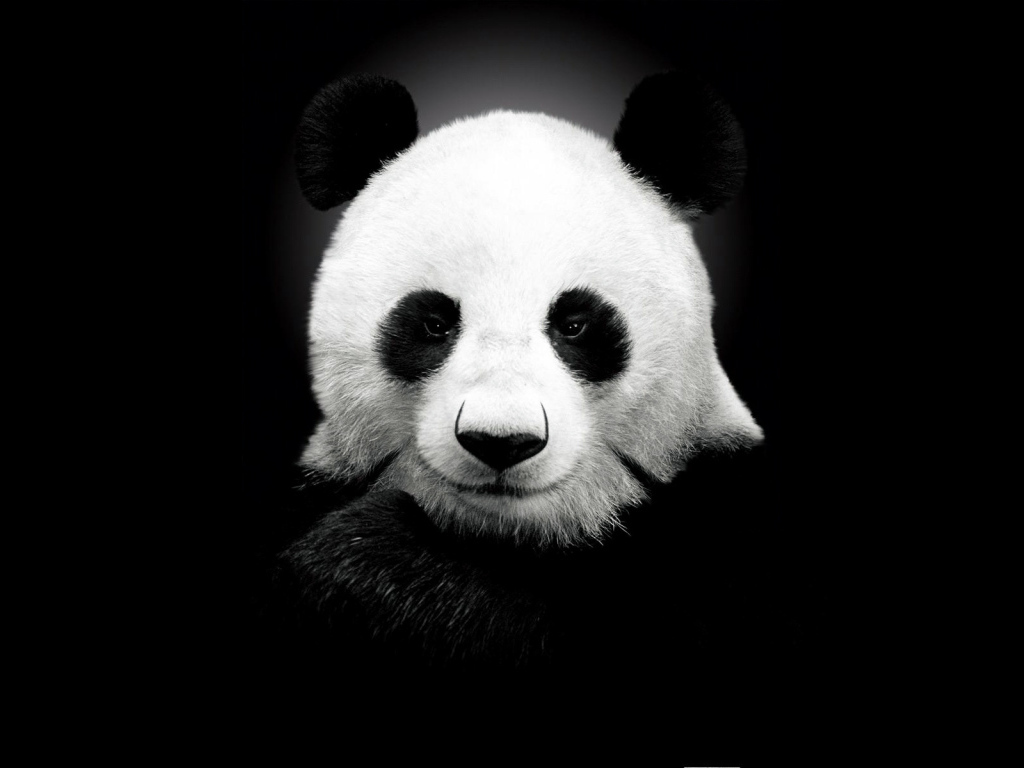 Панда