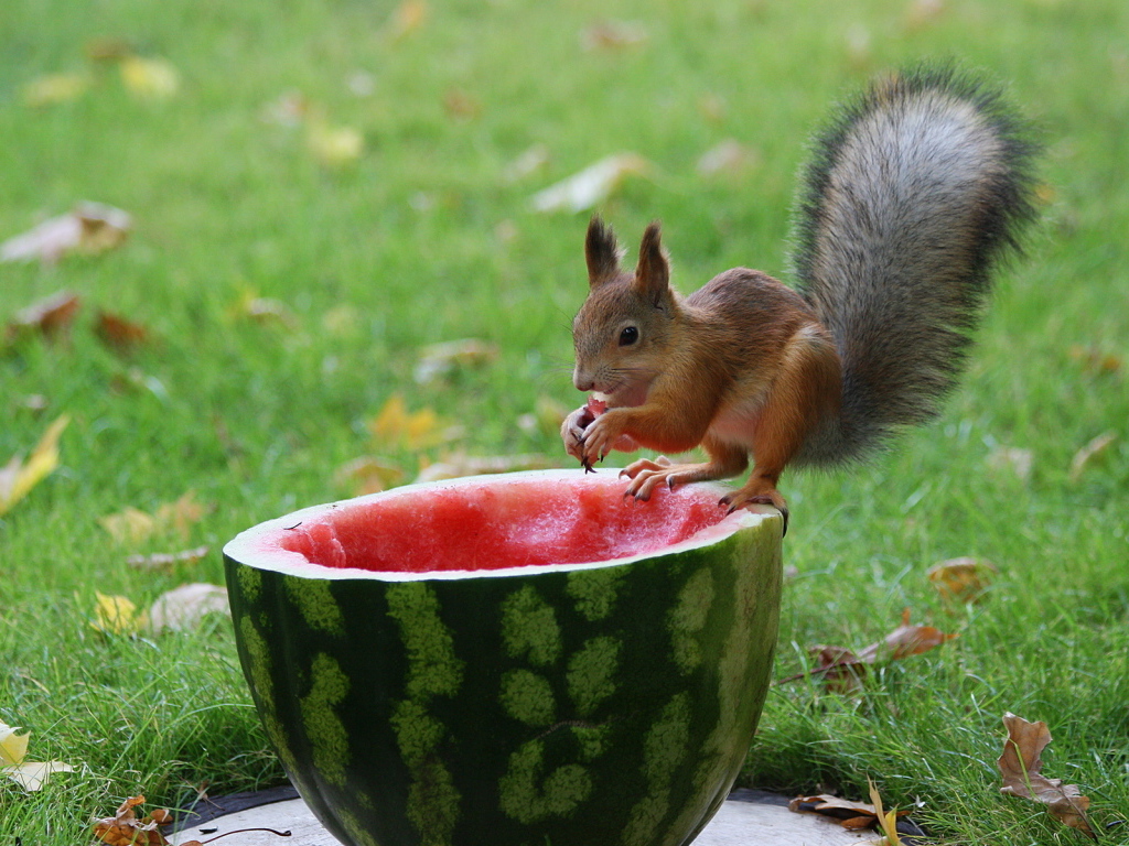 Белка и арбуз