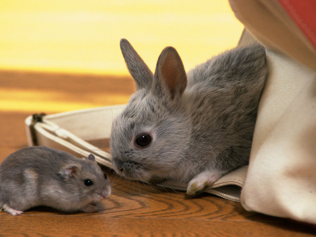 Кролик и хомяк