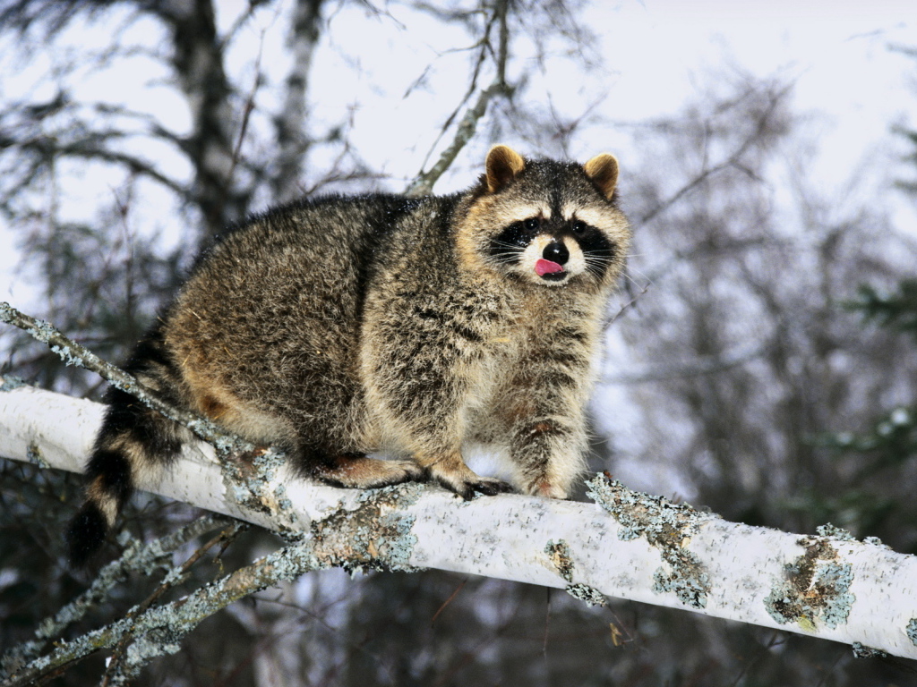 Енот на ветке
