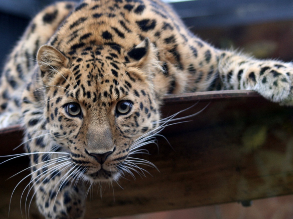 Взгляд леопарда