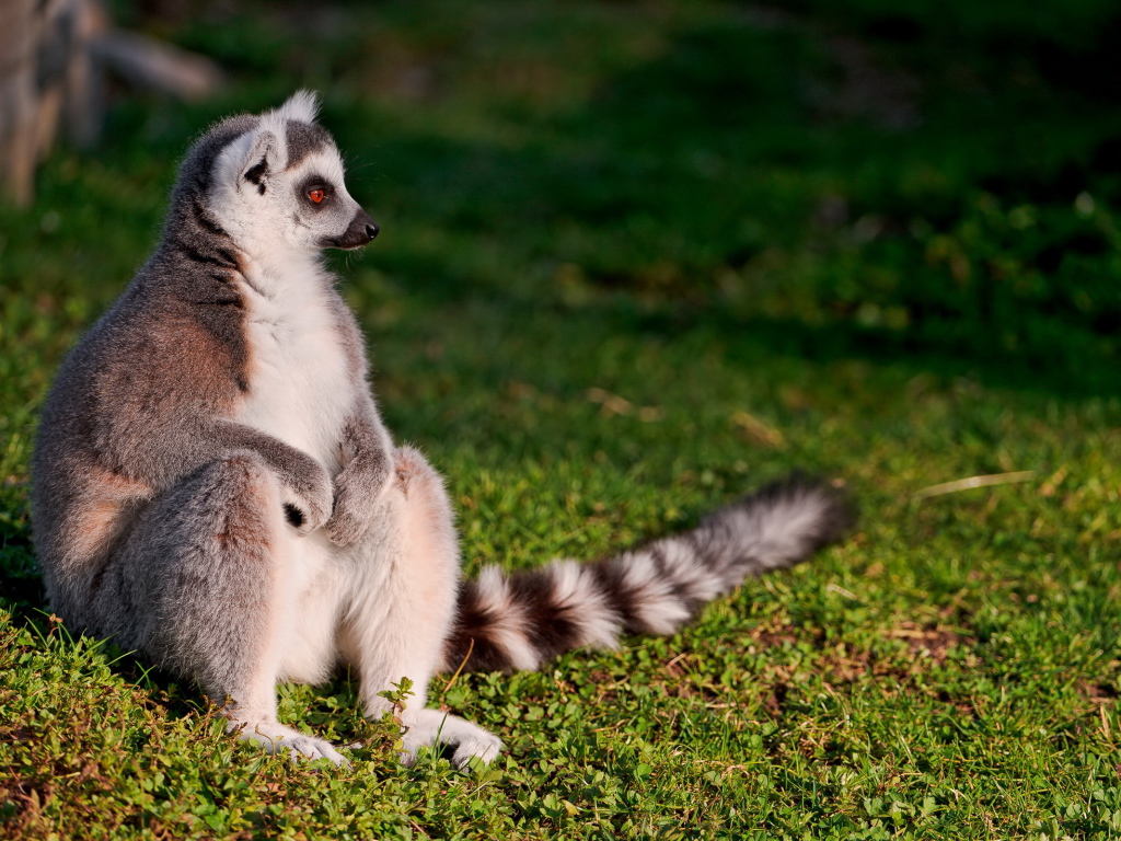 Сидящий лемур