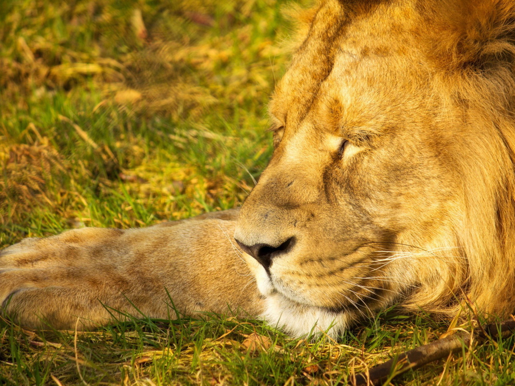 Спящий лев
