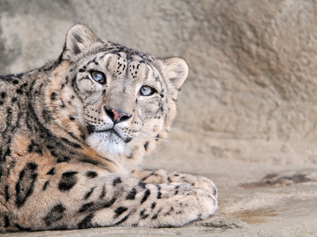 Снежный леопард