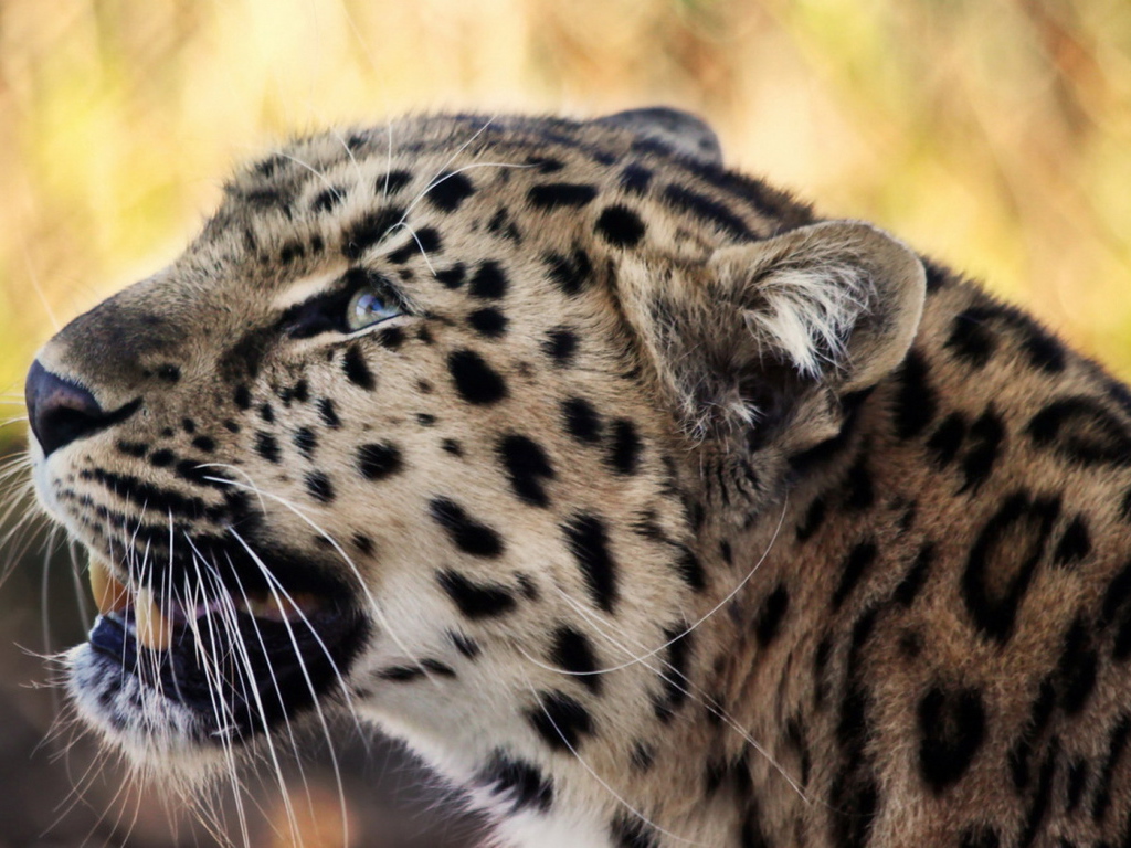 Снежный барс