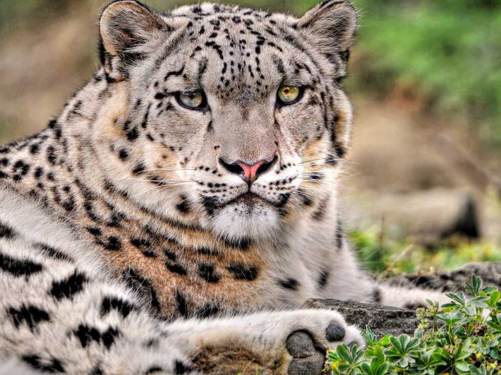 Снежный барс