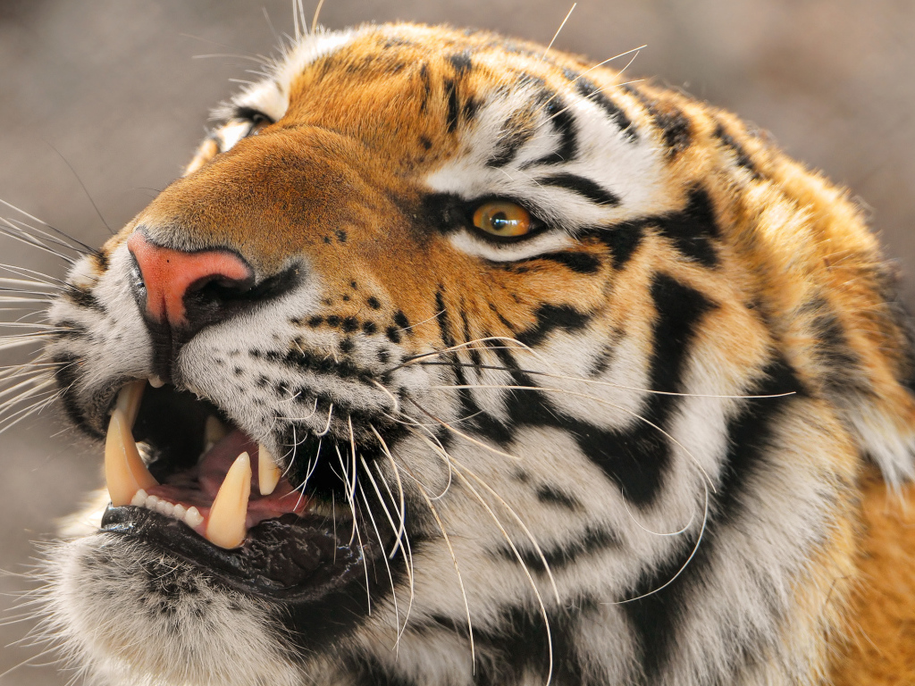 Амурский тигр