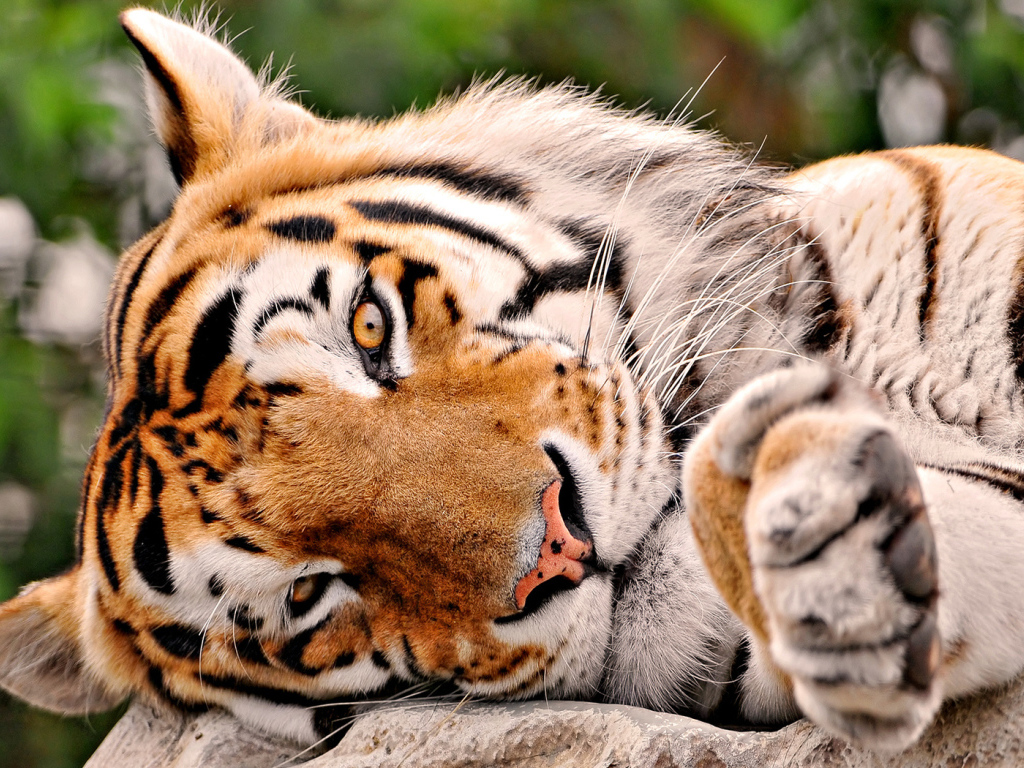 Тигриная мордашка