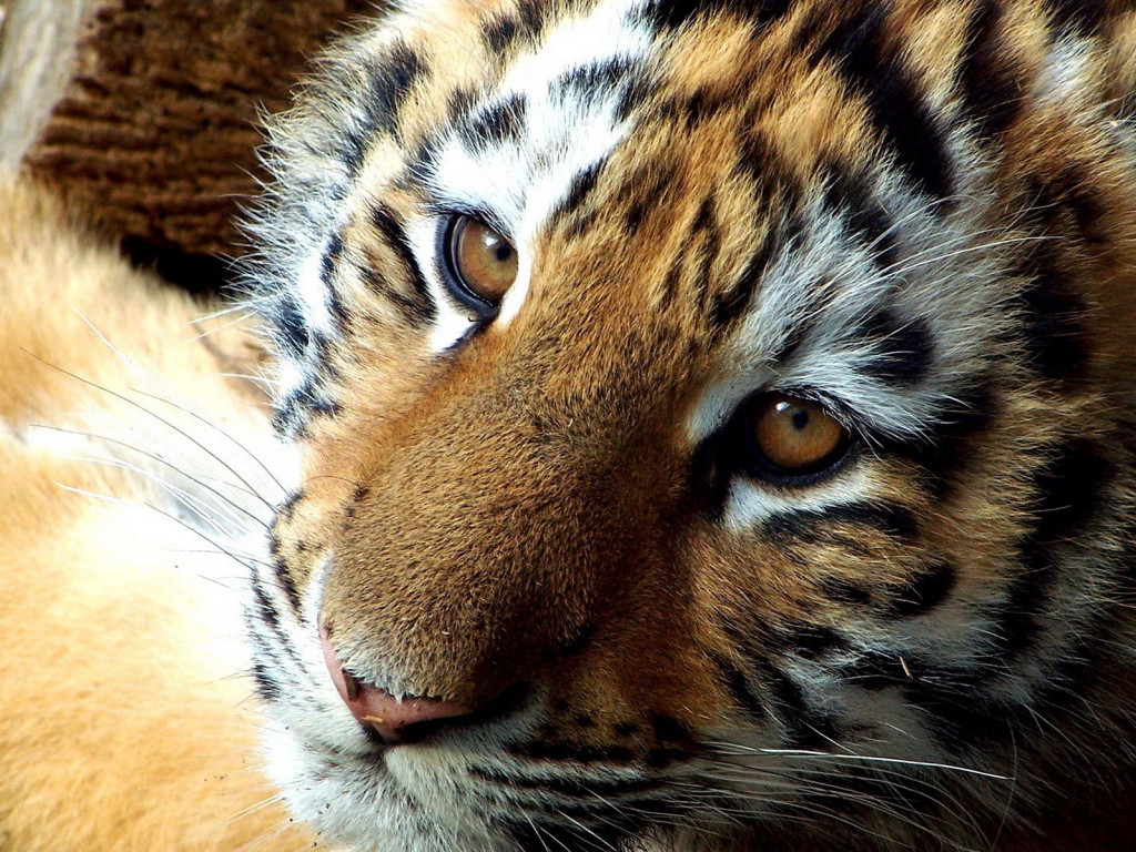 мордашка Тигренка