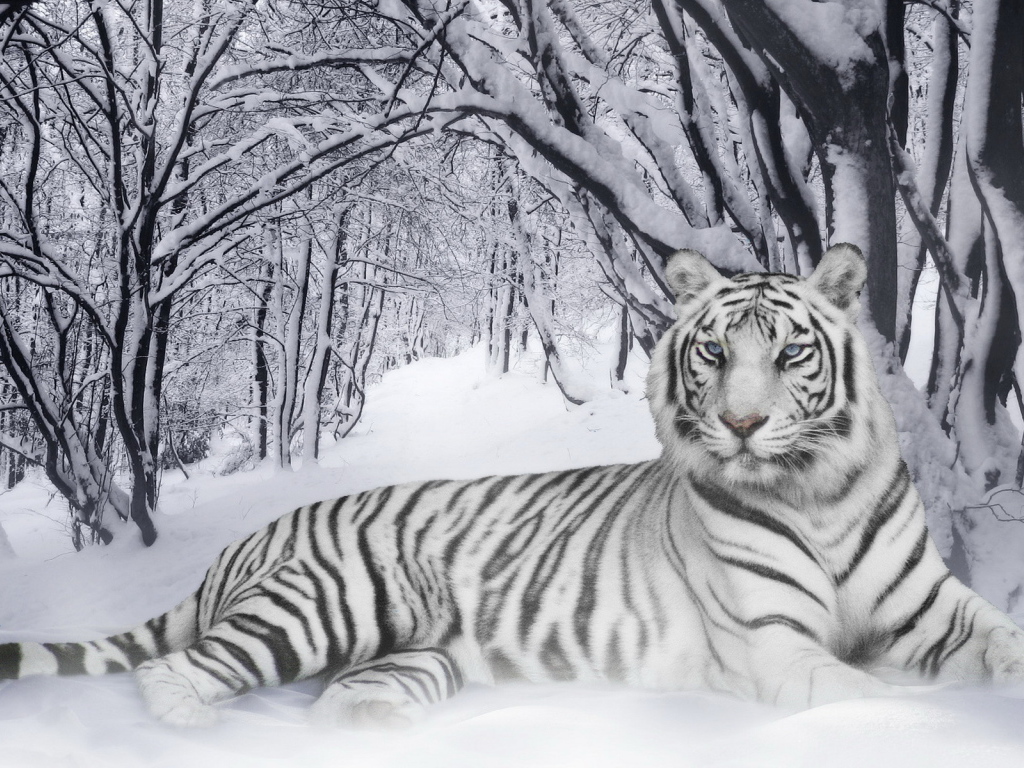 Тигр в лесу