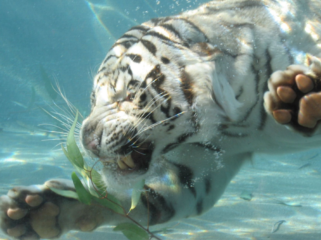 Тигр под водой
