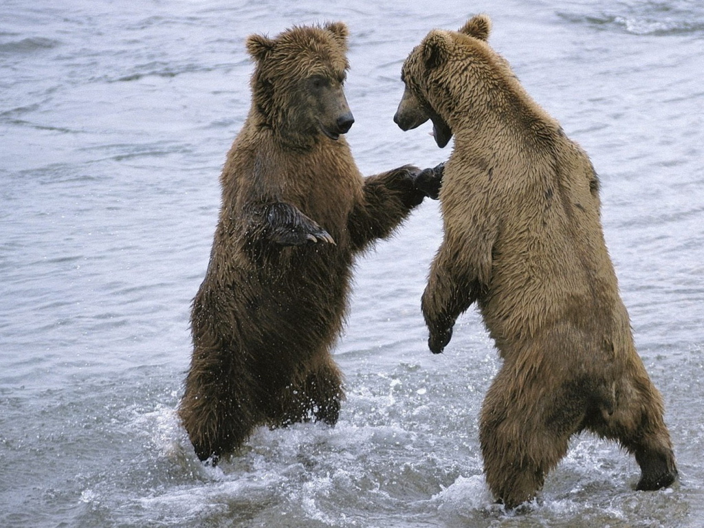 Два медведя