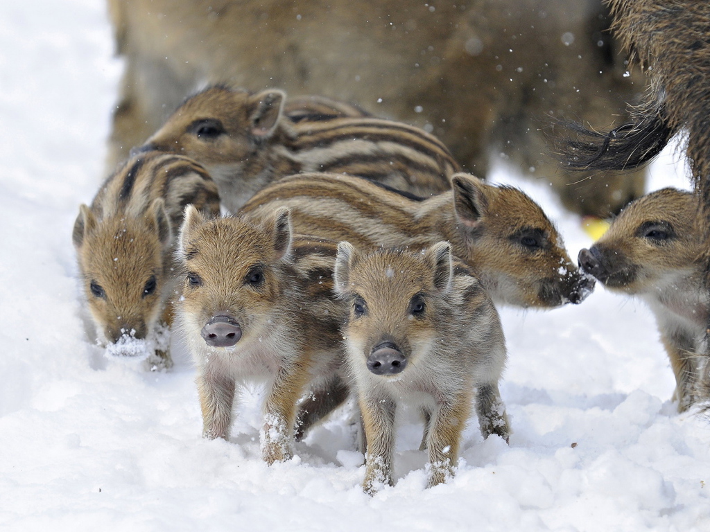 Дикие поросята