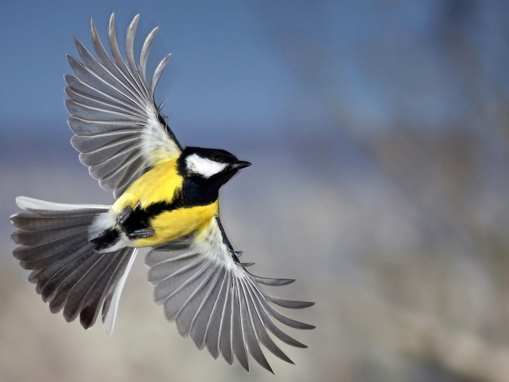 Синица в полете