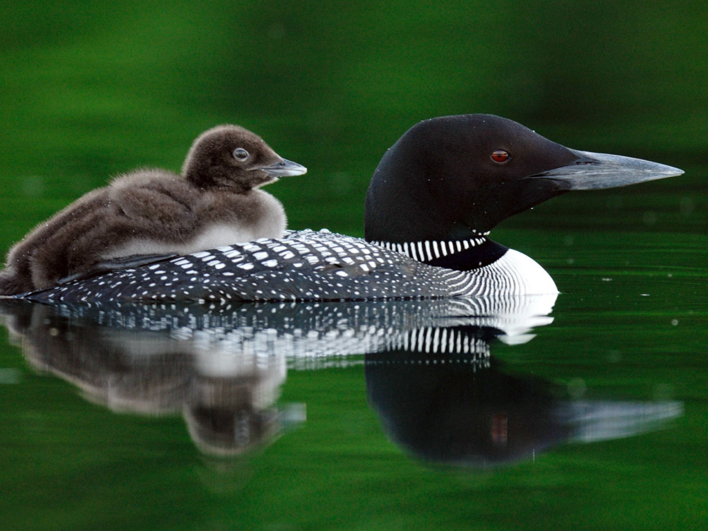 Птичка и птенец