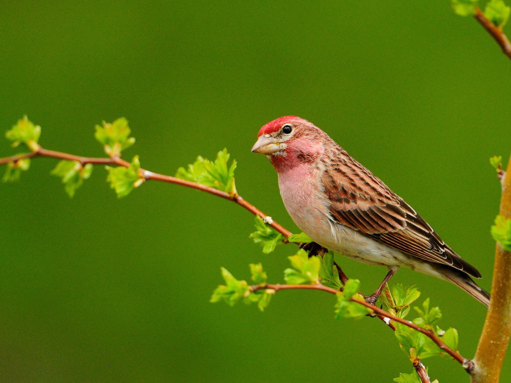 Птичка на ветке
