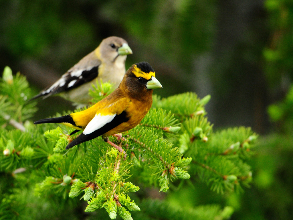 Птички на дереве
