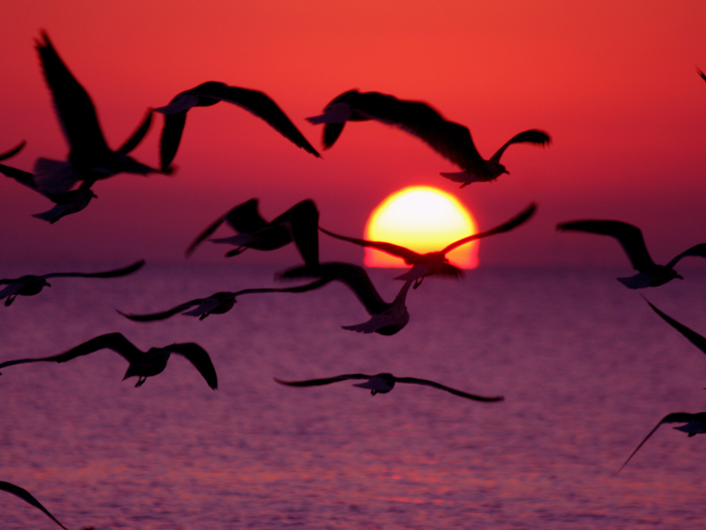 Птицы пророчество