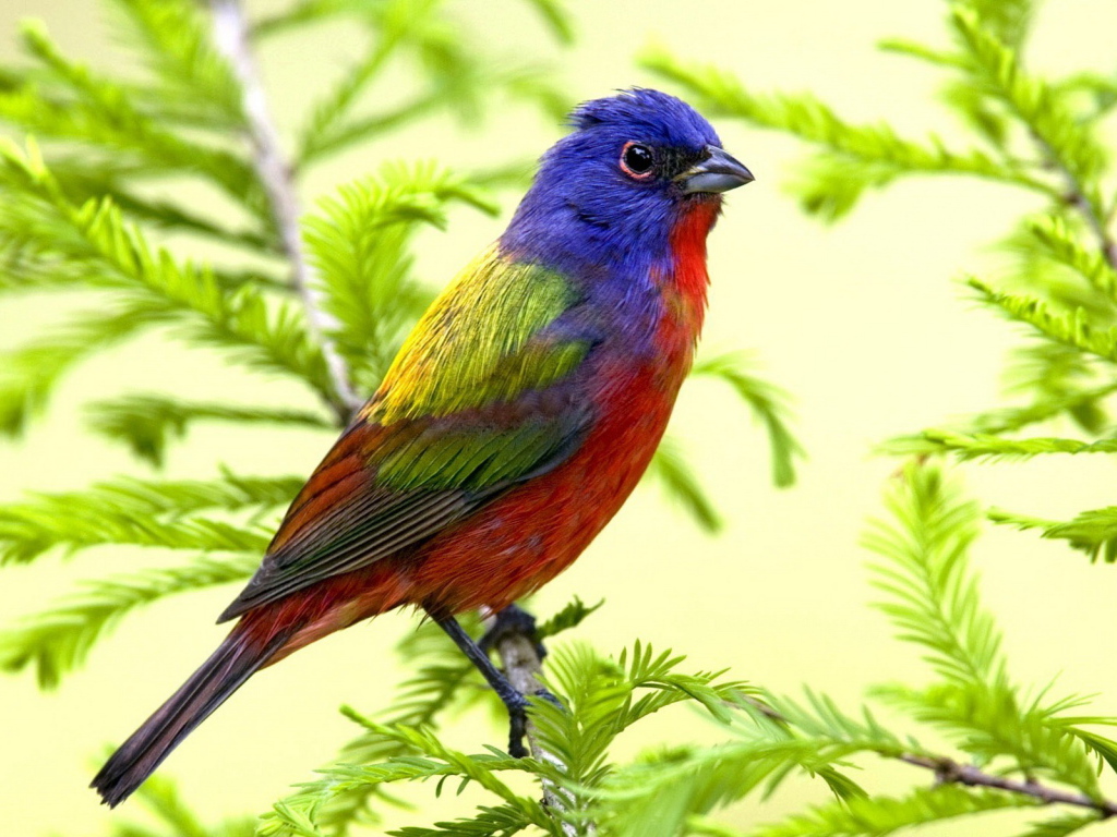 Яркая птица