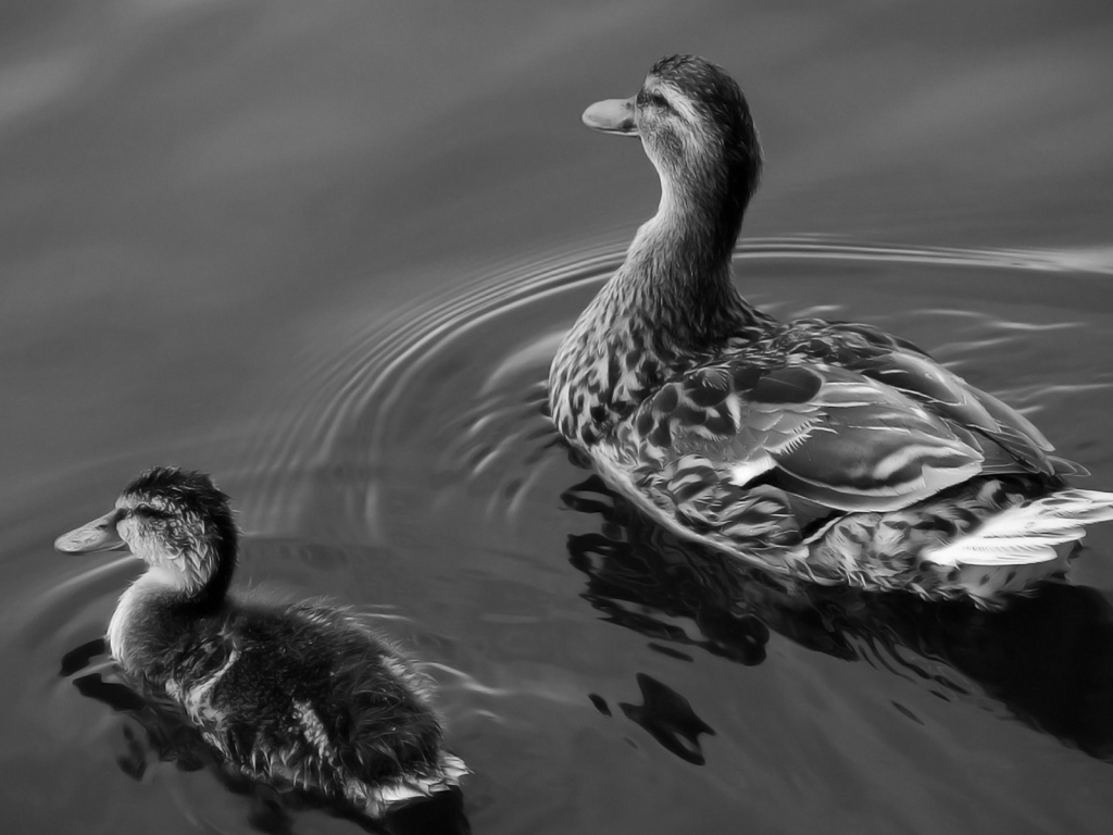 Утка и утенок