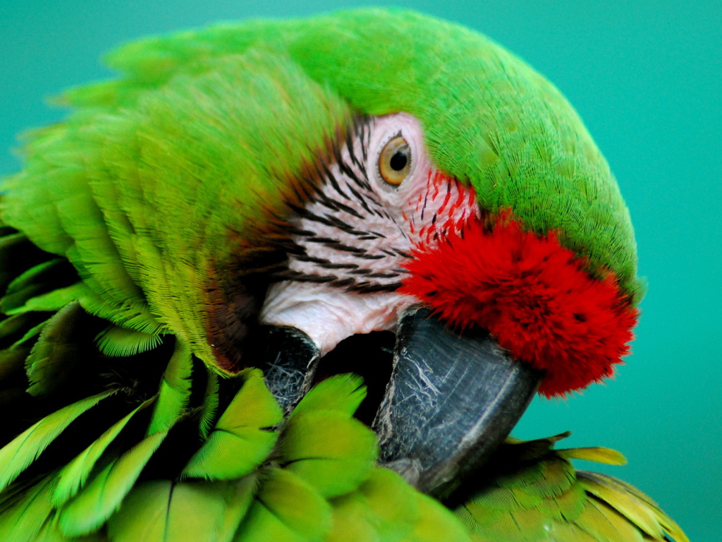 Зеленый попугай