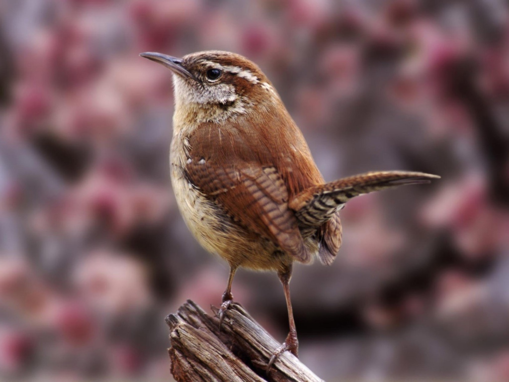 Маленькая птичка