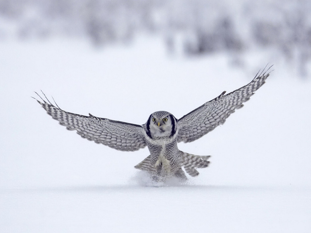 Сова на охоте