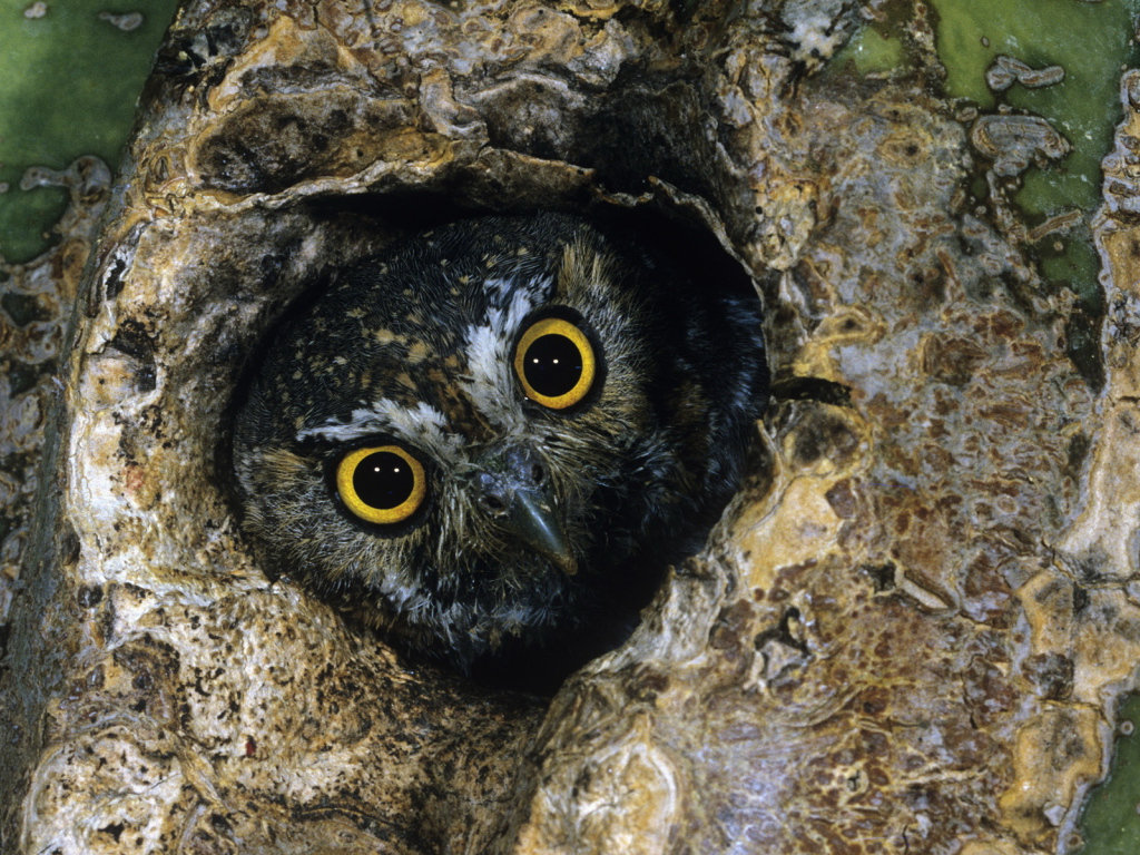 Сова в дупле