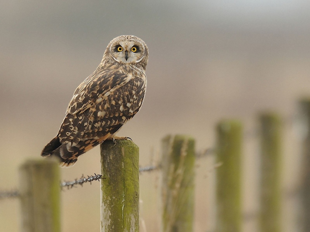 Сова на заборе