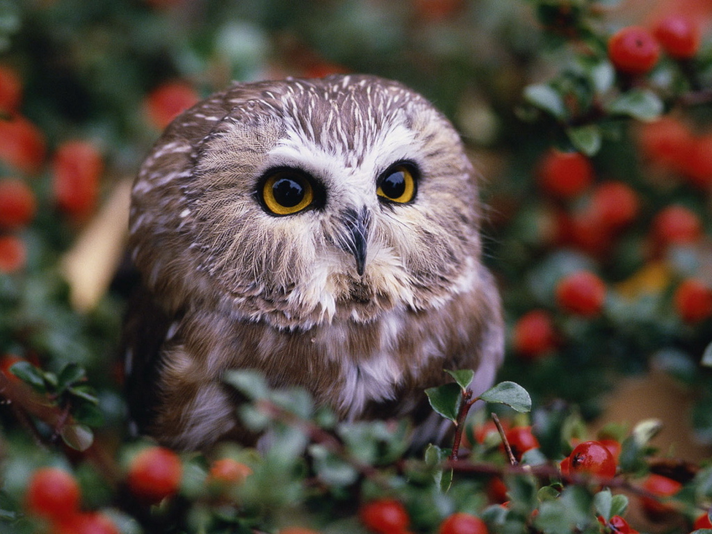 Совенок на кусту