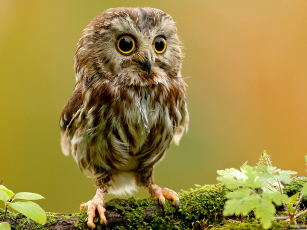 Совенок на ветке