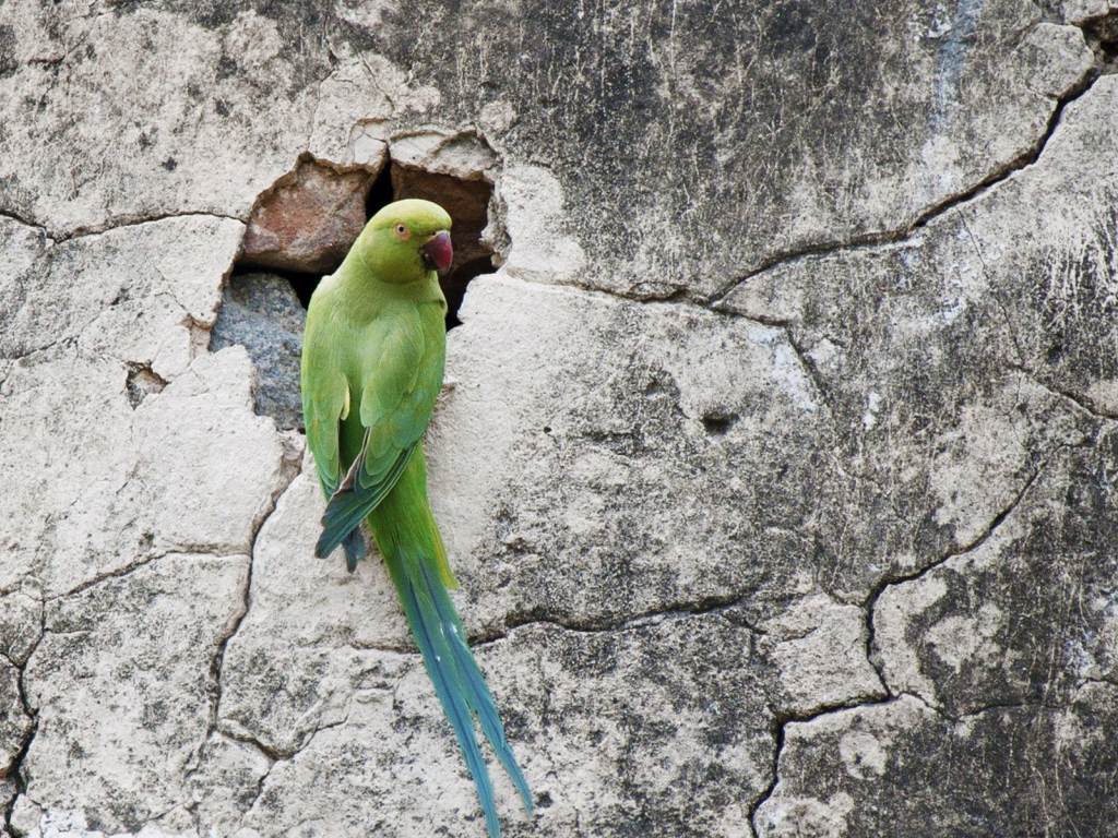 Попугай на стене