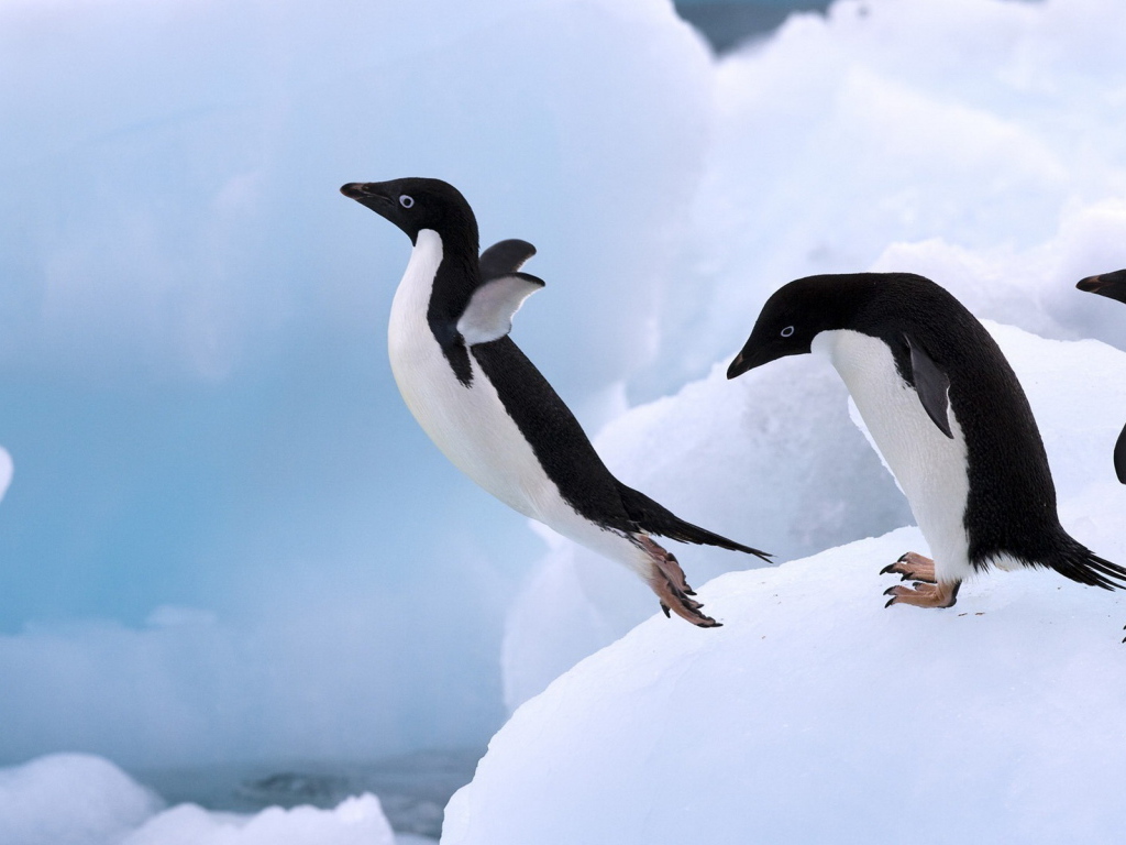 Пингвин в прыжке