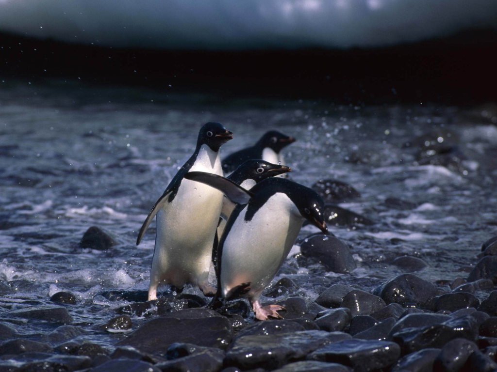 Пингвины на камнях