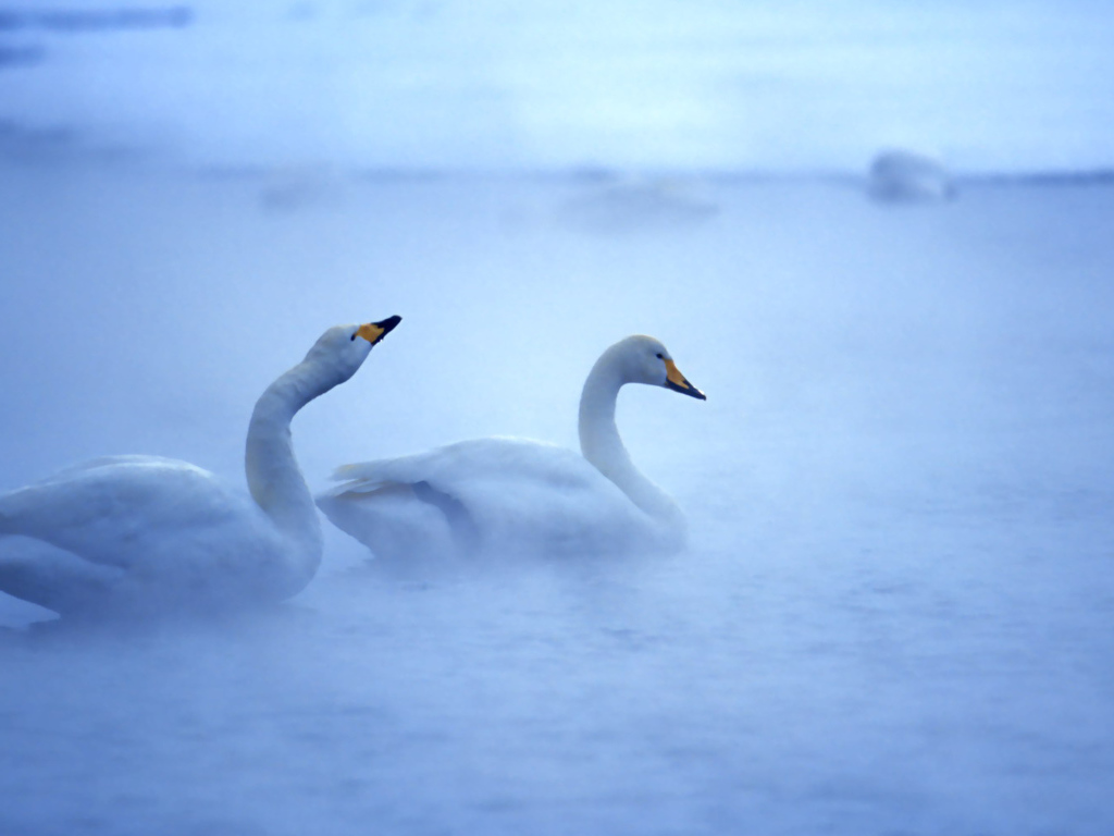 Лебединая пара