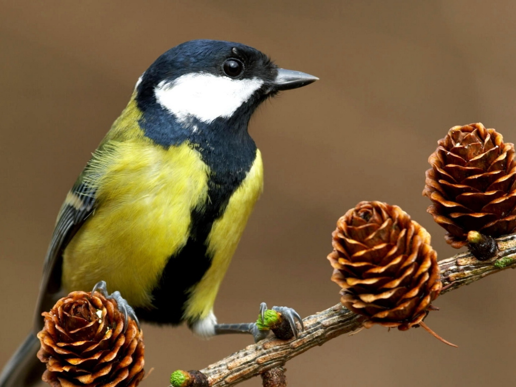 Синица на ветке