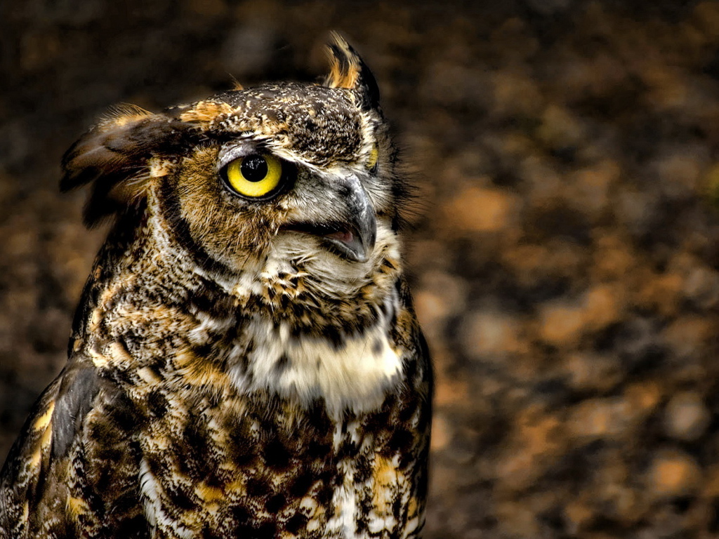 глазастый филин