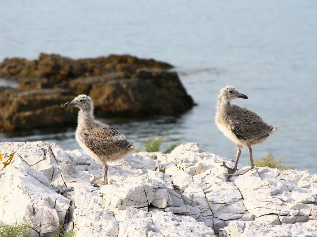 птенцы Чайки