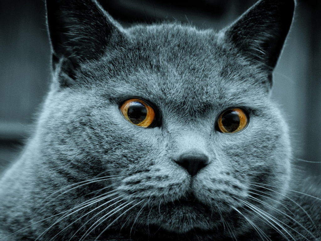 Красавец кот