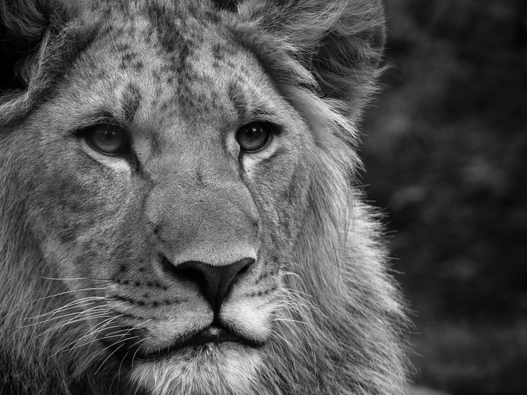 Черно-белый лев