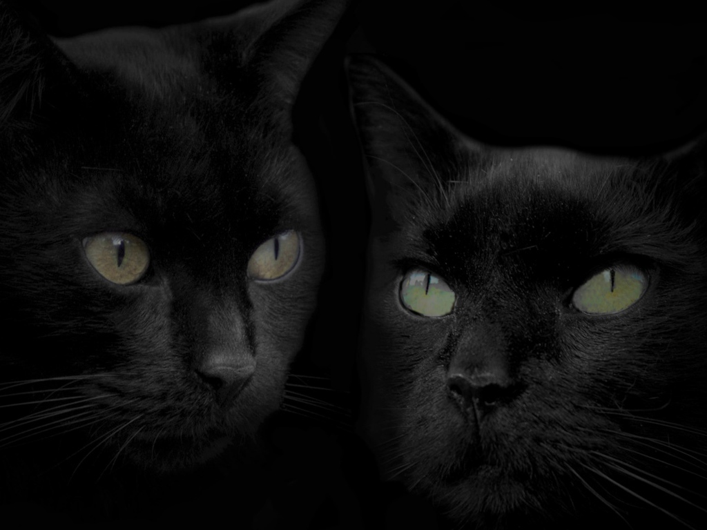 Черные кошка и кот