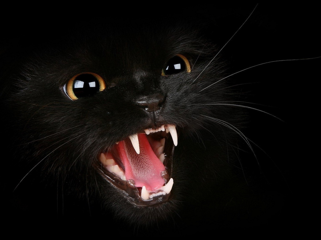 Черный котенок