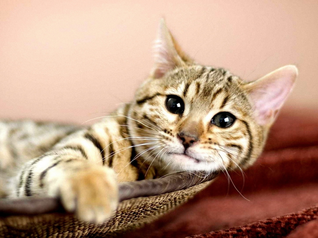 Кошка в корзине