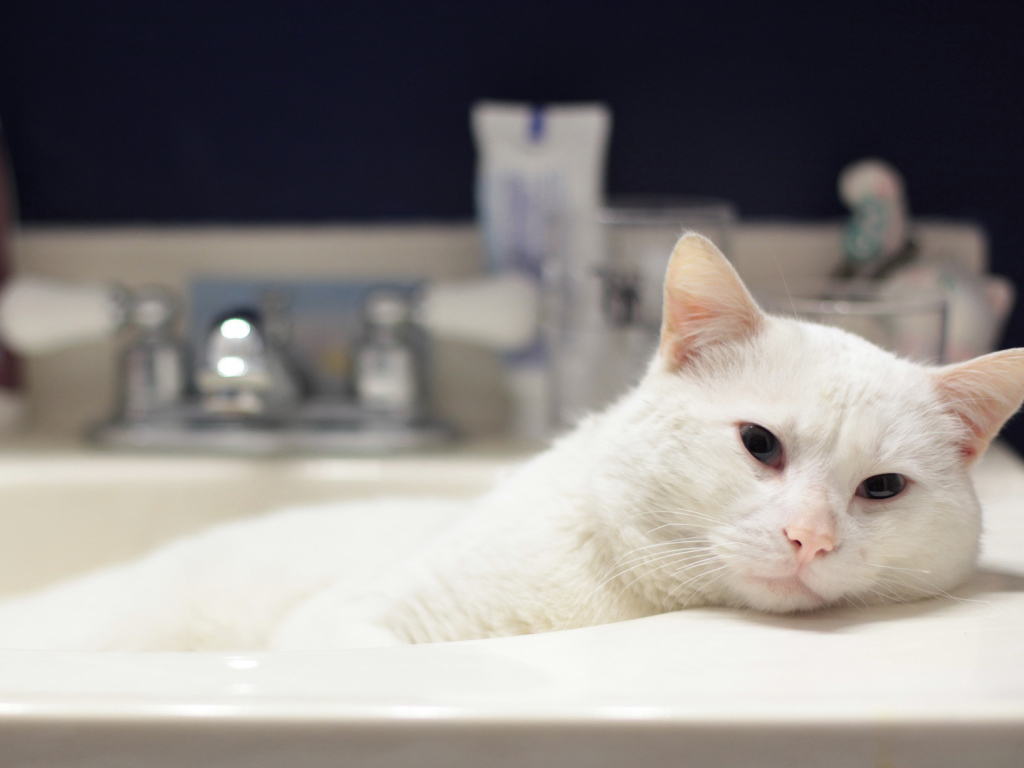 Кот в ванной
